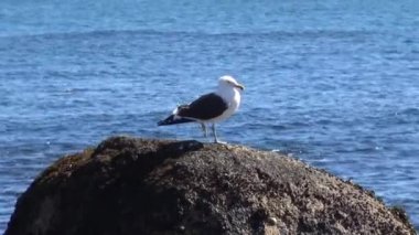 Plajı'nda kuş ve yaban hayatı