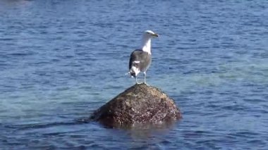 Plajı'nda kuş ve yaban hayatı