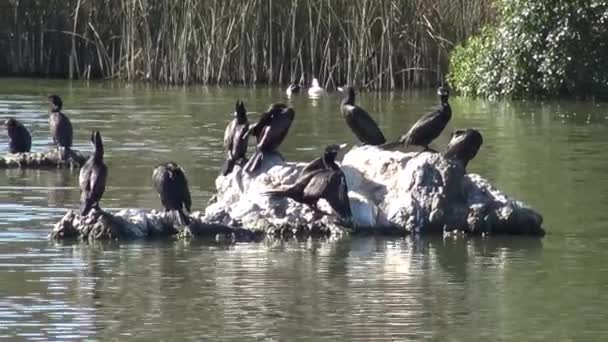 Vida Selvagem Pássaros Praia — Vídeo de Stock