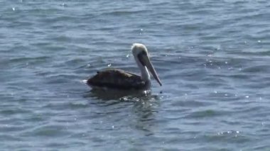 Pelikan Şili'deki bir plajda