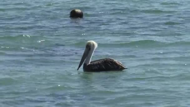 Pelícanos Una Playa Chile — Vídeos de Stock