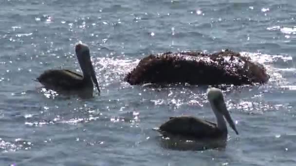 Пеликаны Пляже Чили — стоковое видео