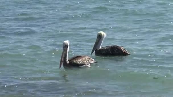 Pelicanos Uma Praia Chile — Vídeo de Stock