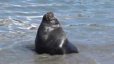 Deniz aslanları bir plajda 