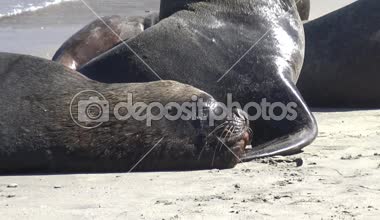 Deniz aslanları bir plajda 