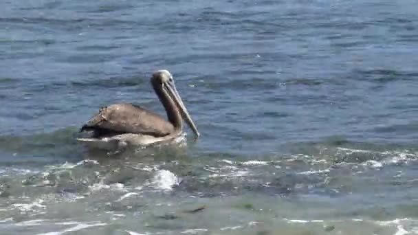 Pelikanen Een Strand Chili — Stockvideo