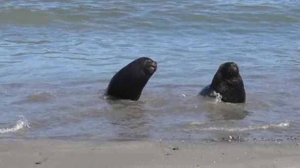 Leões Marinhos Uma Praia — Vídeo de Stock