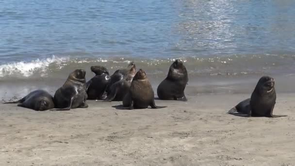 海边的海狮 — 图库视频影像