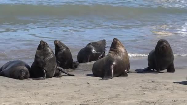 海边的海狮 — 图库视频影像