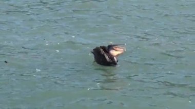 Pelikan Şili'deki bir plajda