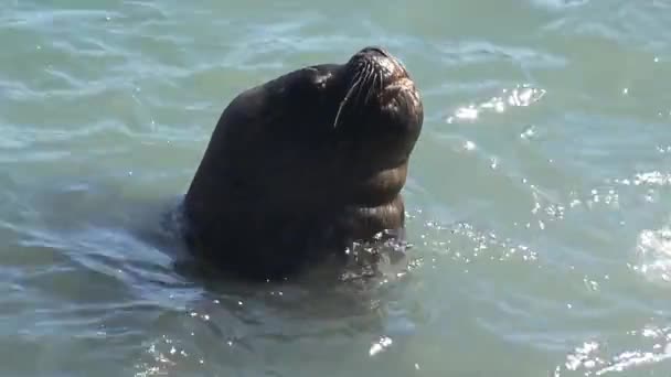 Deniz Aslanları Bir Plajda — Stok video
