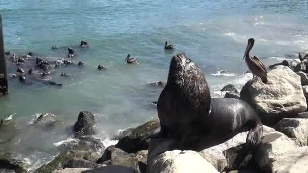 Leones Marinos Una Playa — Vídeo de stock