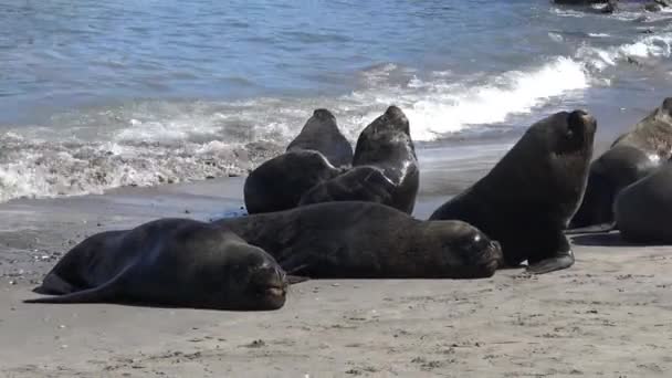 Leoni Marini Una Spiaggia — Video Stock