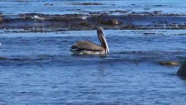 Pelicans Beach Chile — Stock Video
