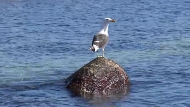 Pelicanos Uma Praia Chile — Vídeo de Stock