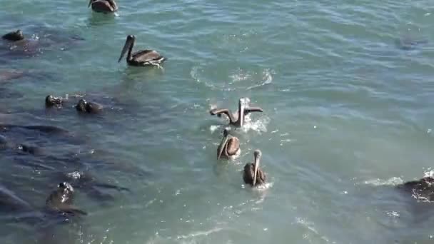 Pelicans Beach Chile — Stock Video