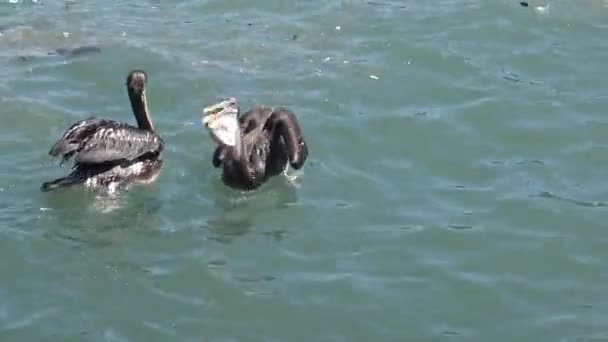 Pelícanos Una Playa Chile — Vídeos de Stock