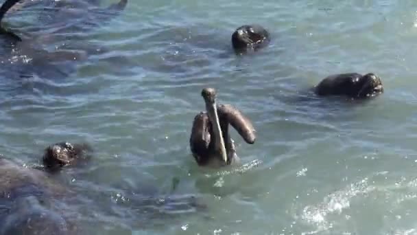 Pelícanos Una Playa Chile — Vídeos de Stock
