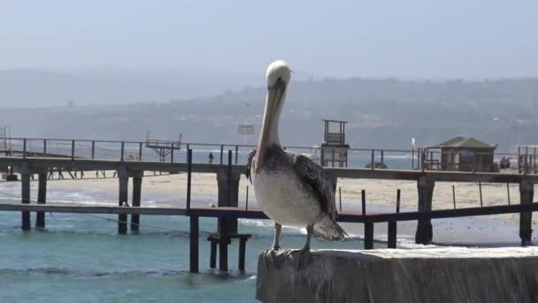 Pelicans Beach Chile — Stock Video