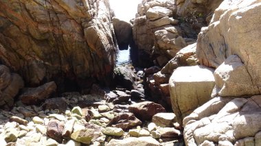 Pelikan ve bir plajda martıları