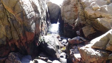 Pelikan ve bir plajda martıları