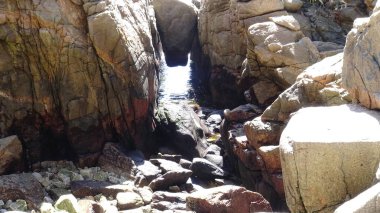 Pelikan ve bir plajda martıları