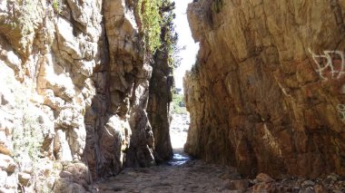 Pelikan ve bir plajda martıları