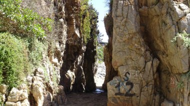 Pelikan ve bir plajda martıları