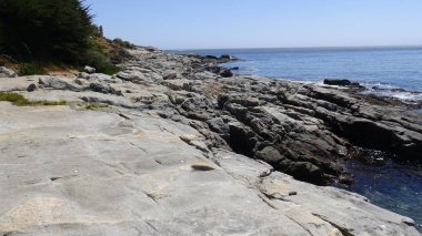 Pelikan ve bir plajda martıları