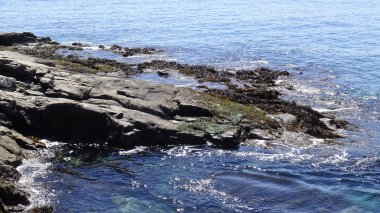 Pelikan ve bir plajda martıları