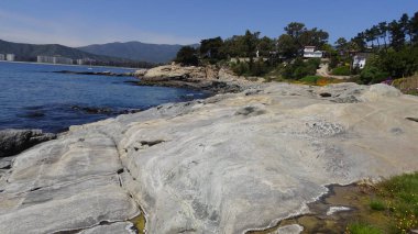 Pelikan ve bir plajda martıları