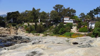 Pelikan ve bir plajda martıları