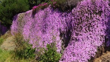 Peyzaj ve bir plajda çiçekli bahçeleri