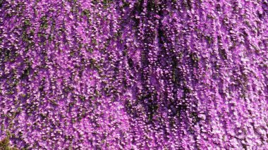 Peyzaj ve bir plajda çiçekli bahçeleri