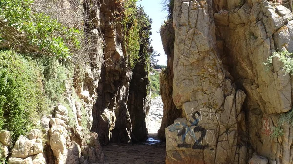 Pelikan ve bir plajda martıları