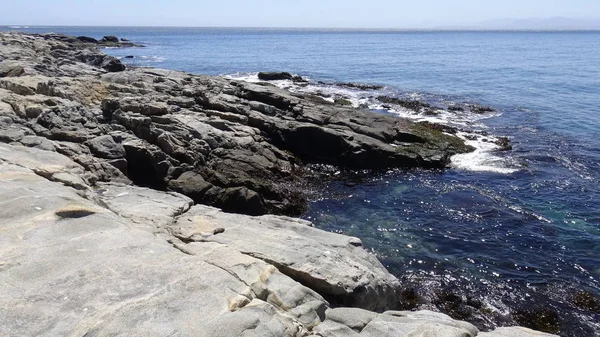 Pelikaner Och Fiskmåsar Strand — Stockfoto