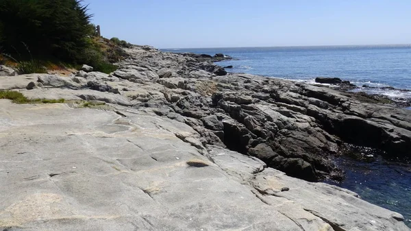 Pelikan ve bir plajda martıları