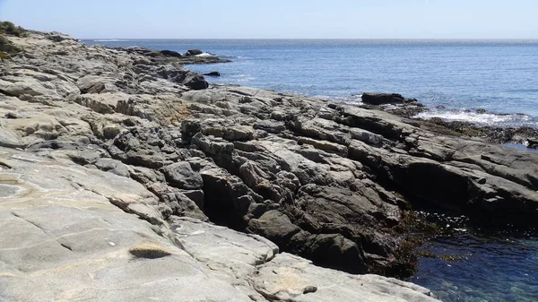 Pelikan ve bir plajda martıları