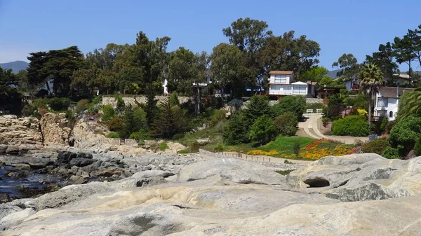 Pelikan ve bir plajda martıları