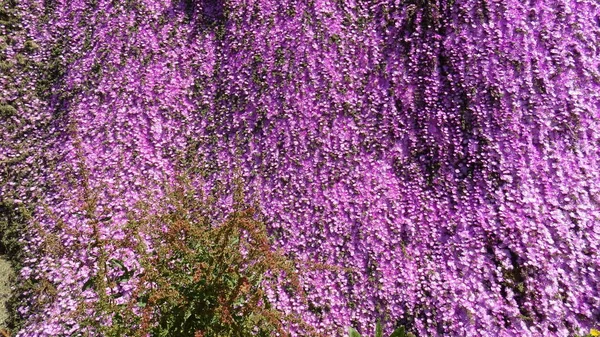 Peyzaj ve bir plajda çiçekli bahçeleri