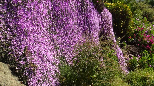 Peyzaj ve bir plajda çiçekli bahçeleri