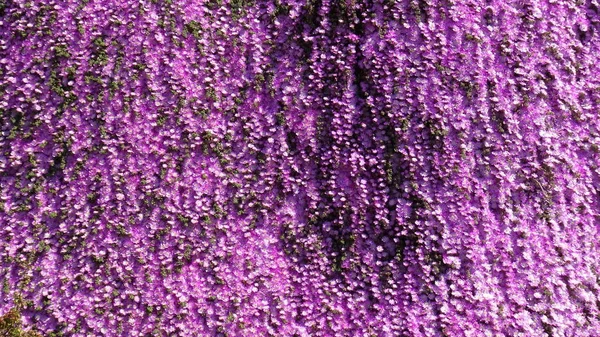 Peyzaj ve bir plajda çiçekli bahçeleri