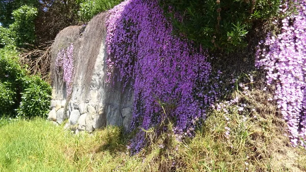 Peyzaj ve bir plajda çiçekli bahçeleri