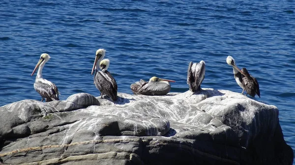 Pelikanen Meeuwen Een Strand — Stockfoto