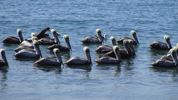 Pelikane Und Möwen Strand — Stockfoto