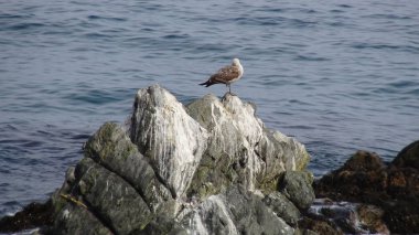 Pelikan kuşlar ve kayalık plaj