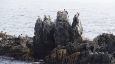 Pelikan kuşlar ve kayalık plaj