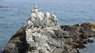 Pelikan kuşlar ve kayalık plaj