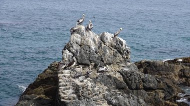 Pelikan kuşlar ve kayalık plaj