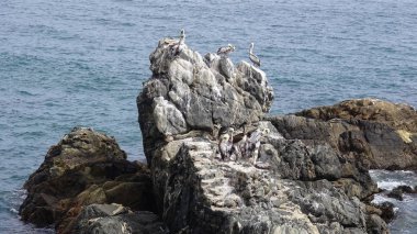 Pelikan kuşlar ve kayalık plaj